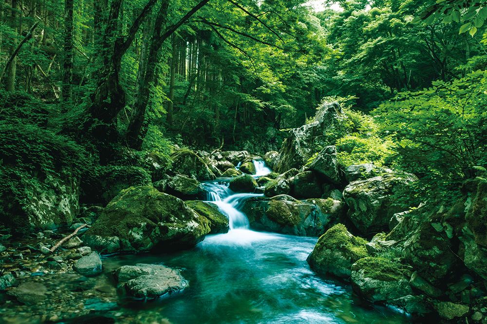 Shiraka Fishing Center