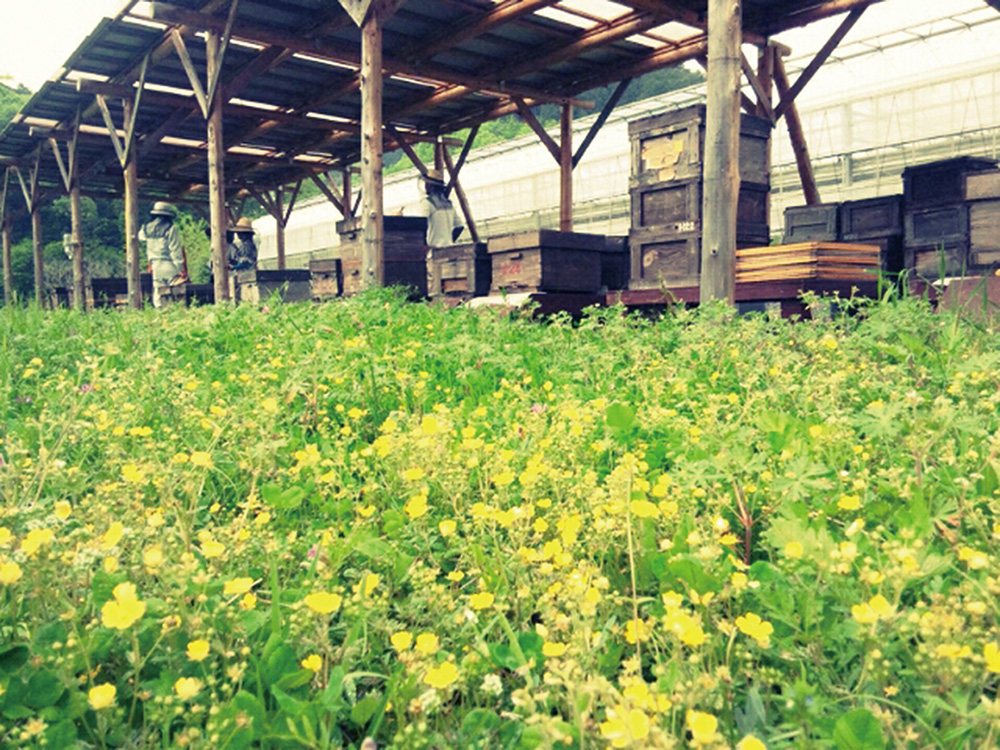 山田養蜂場蜜蜂農園
