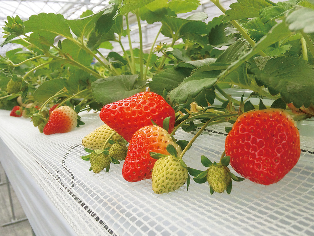 山田養蜂場みつばち農園