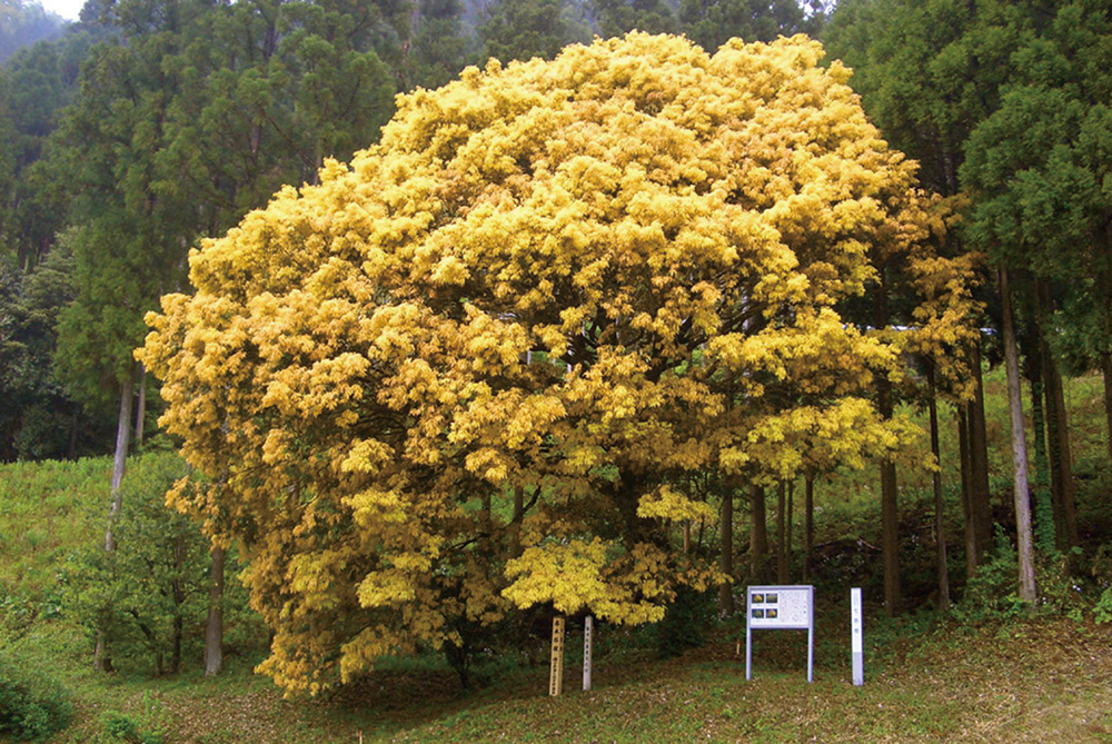 Seven-colored oak tree