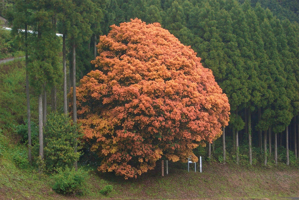 Seven-colored oak tree