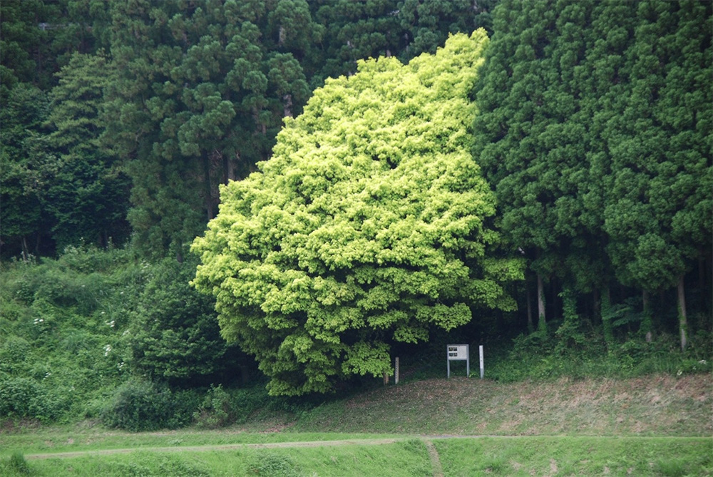 Seven-colored oak tree