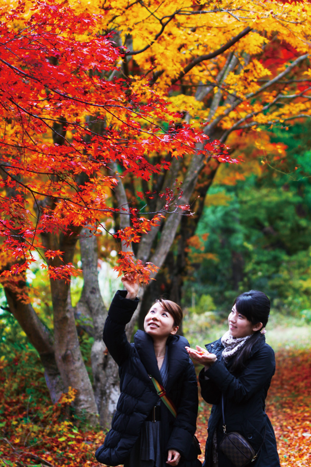 Koshihata Kogen highlands