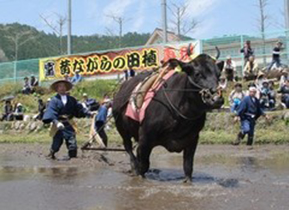 Rice planting festival